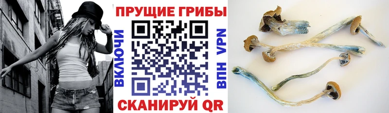 Галлюциногенные грибы мицелий  закладки  Володарск 